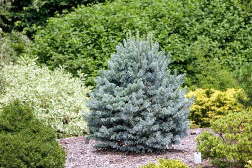 Abies lasiocarpa (Rocky Mountain fir) – GreenFlowNurseries