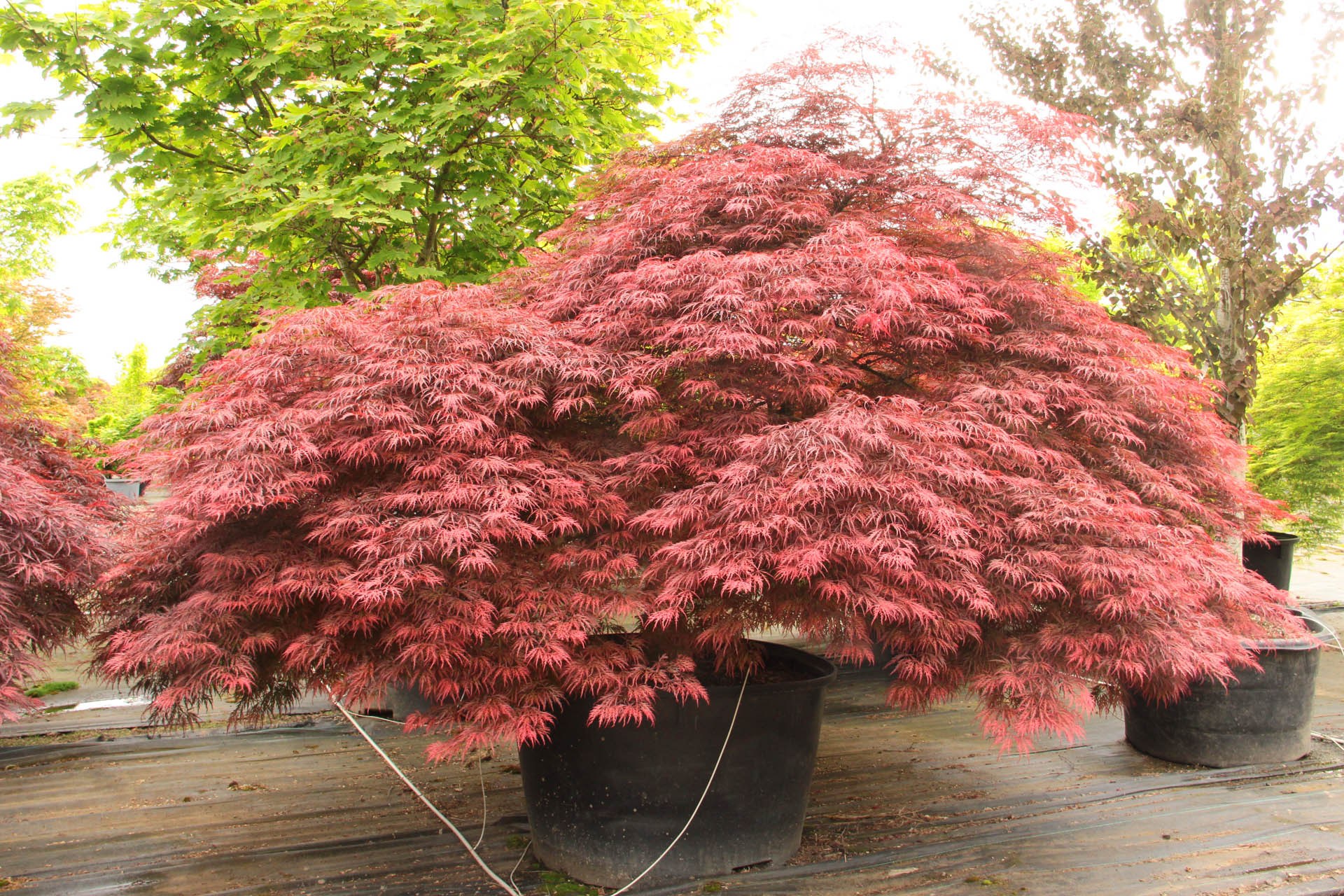Acer Palmatum ‘Inaba Shidare’ (Dwarf Japanese Maple) – GreenFlowNurseries