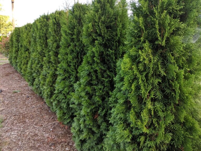 Taxus x Media’H.M.Eddie’ (Eddie’ s yew ) – GreenFlowNurseries