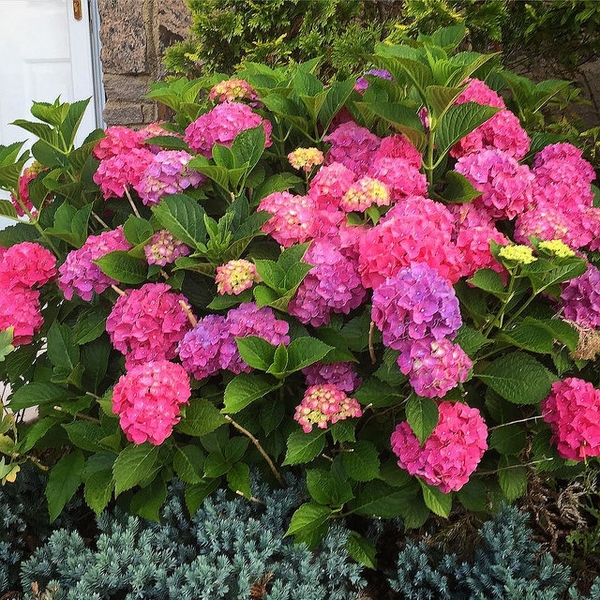 Hydrangea macrophylla Glowing ambers Glowing ambers Hyderangea